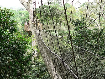 View into the canopy from the walkway)