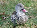 Cape Teal (Anas capensis) RWD2.jpg