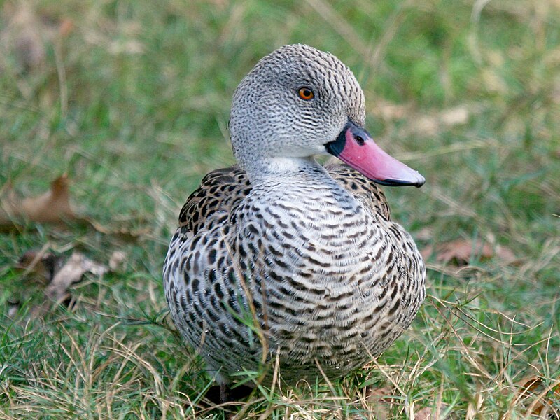 File:Cape Teal (Anas capensis) RWD2.jpg