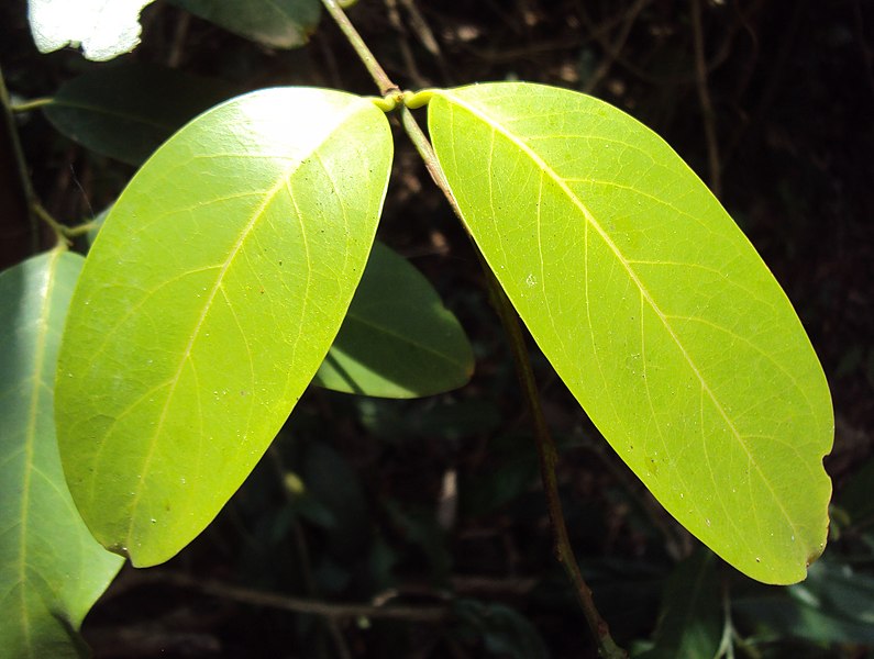 File:Capparis zeylanica 02.JPG