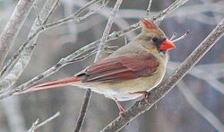 Cardinalis cardinalis (northern cardinal) 9.jpg