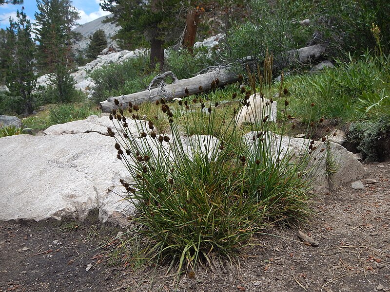 File:Carex preslii (45719087411).jpg