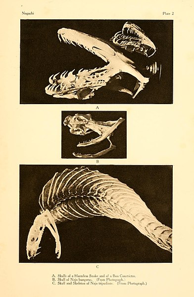 File:Carnegie Institution of Washington publication (1909) (19917396553).jpg