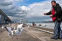 Las gaviotas adquieren alimento de los humanos tanto a través de la caridad como del robo