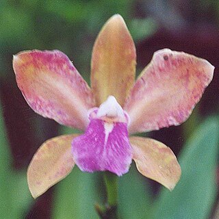 <i>Cattleya bicolor</i> Species of orchid