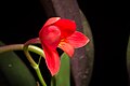 Cattleya coccinea Rounded petal type