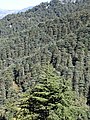 Cedrus deodara forest at Chail, Himachal Pradesh, India.