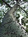 Ceiba speciosa