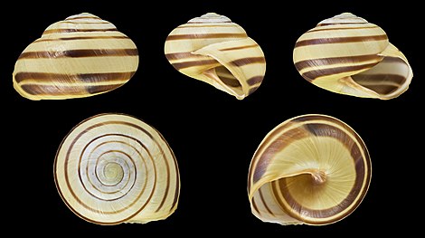 Normal coloration of the bands and loss of coloration of the aperture (Cepaea nemoralis var. libellula lutescens albilabris fasciata 10345)