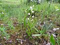 Cephalanthera longifolia France - Dalhunden
