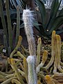 * Nomination Old man cactus (Cephalocereus senilis) at the New York Botanical Garden --Rhododendrites 14:48, 14 June 2018 (UTC) * Promotion  Support Good quality. --Granada 16:27, 14 June 2018 (UTC)