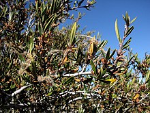 Cercocarpus ledifolius 8219.jpg