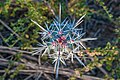 * Nomination Cereus fricii top view found in Margarita Island --The Photographer 02:44, 16 February 2014 (UTC) * Promotion Good quality. --Poco a poco 13:46, 16 February 2014 (UTC)