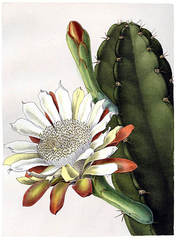 Cereus hankeanus