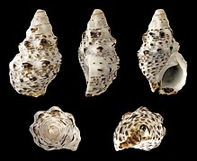 Cerithium caeruleum 01.JPG