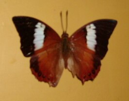 Charaxes bupalus