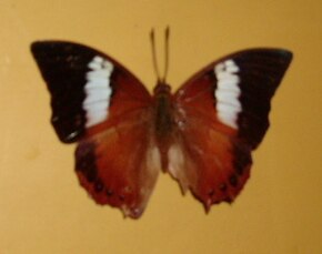 Opis Charaxes Bupalus - obraz Front.JPG.