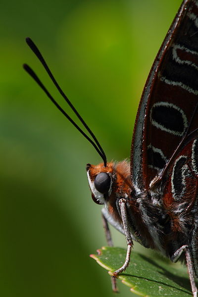 File:Charaxes jasius - Hvar.jpg