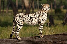 Cheetah - Wikipedia