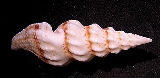 <i>Cheungbeia</i> Genus of gastropods