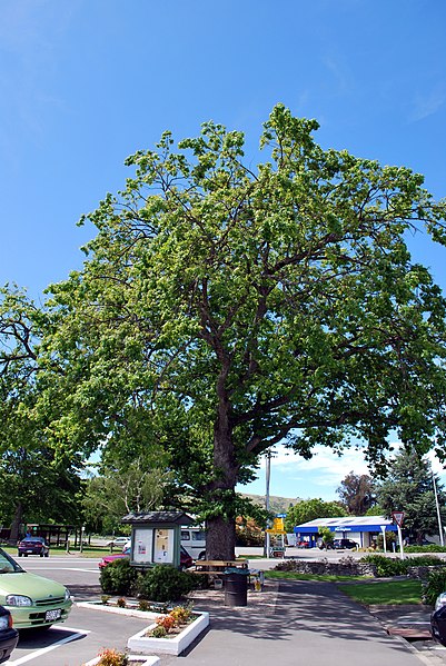 File:Cheviot Edward VII Coronation Oak.JPG