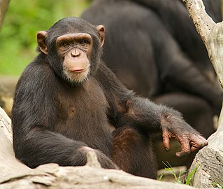 Tiesitkö, että tällä hetkellä elossa olevista lajeista ihmisen läheisin sukulainen on simpanssi. Ihmiset ja simpanssit ovat kehittyneet yhteisestä kantamuodosta eli "esivanhemmasta", jonka ulkomuodosta ei vielä ole varmuutta.