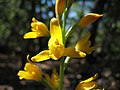 Chloraea chrysantha Chile