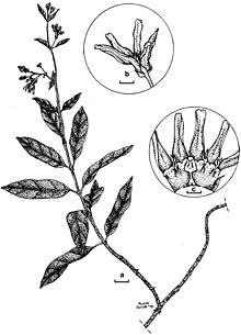 Chlorocyathus monteiroae.jpg