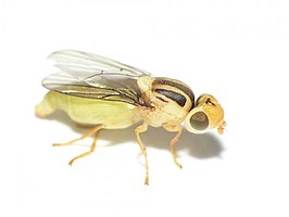 Chlorops kirigaminensis