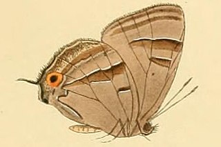 <i>Chrysozephyrus duma</i> Species of butterfly