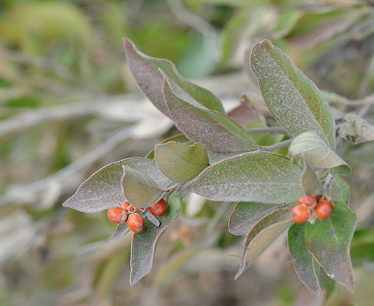 File:Citharexylum berlandieri - 52754474853.jpg