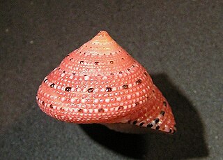 <i>Clanculus buijsei</i> species of mollusc