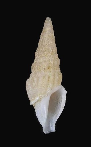 <i>Clathrodrillia tryoni</i> Species of gastropod