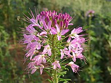 Rocky Mountain beeplant, Cleome serrulata Cleome serrulata1.jpg