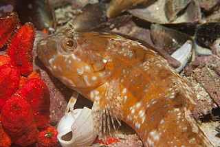 <i>Clinus musaicus</i> Species of fish