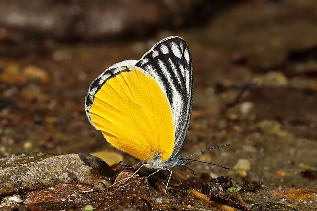 Самец бабочки-белянки Delias agostina восполняет с влагой из почвы дефицит азота и микроэлементов, необходимых для спаривания. Сикким, Индия