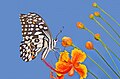 * Nomination Close wing Nectaring of Papilio demoleus Linnaeus, 1758 - Lime Swallowtail --Sandipoutsider 10:30, 29 November 2023 (UTC) * Decline  Oppose Extremely posturized, extreme noise --Plozessor 05:16, 29 November 2023 (UTC)