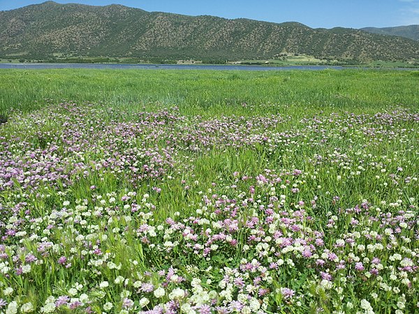 Colorful flowers of clovers beside Zarivar Lake in Iran