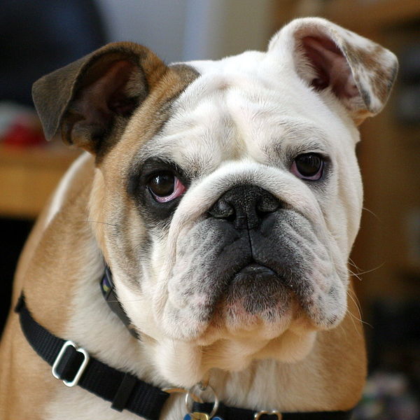 File:Clyde The Bulldog.jpg