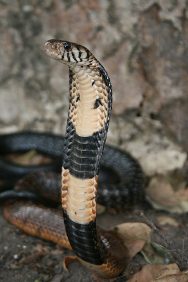 black king cobra snake