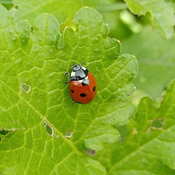 File:Coccinella septempunctata from izmir.jpg