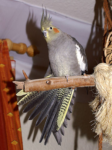 File:Cockatielfemale.jpg