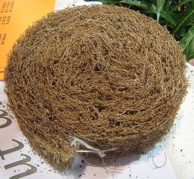 File:Coconut fibre cylinder-up PNr°0086.jpg