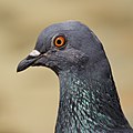 * Nomination Rock dove (Columba livia) at Retiro Park, Madrid, Spain. --Kadellar 16:17, 22 April 2015 (UTC) * Promotion Good quality. --Uoaei1 17:28, 22 April 2015 (UTC)