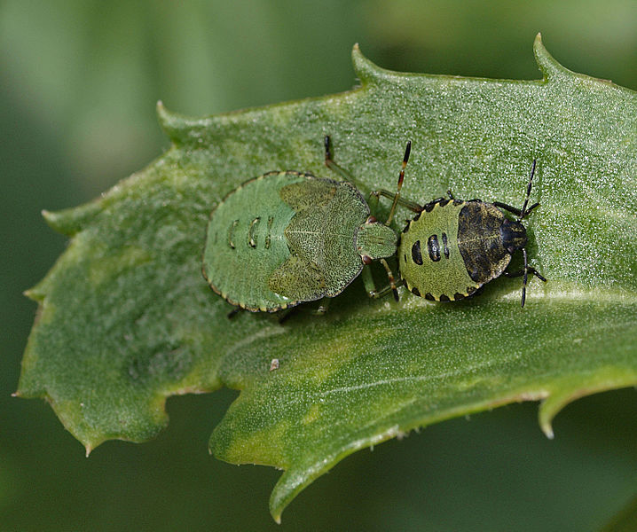 File:Common Green Shieldbug nymphs (11964920074).jpg