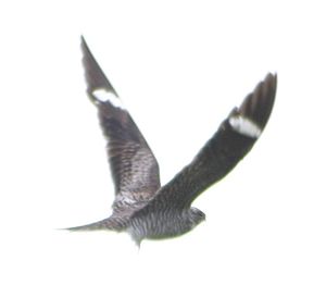 Common Nighthawk2.JPG