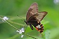 Common mormon (Papilio polytes stichius) female underside.jpg