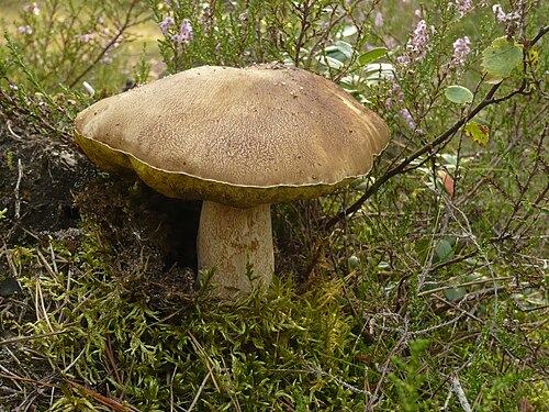 Gemeiner Steinpilz, Hiiumaa, Estland