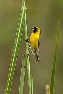 <span class="mw-page-title-main">Compact weaver</span> Species of bird
