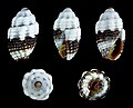* Nomination Shell of a miter snail, Mitra tuberosa --Llez 04:56, 7 August 2014 (UTC) * Promotion Good quality. --Florstein 09:33, 7 August 2014 (UTC)